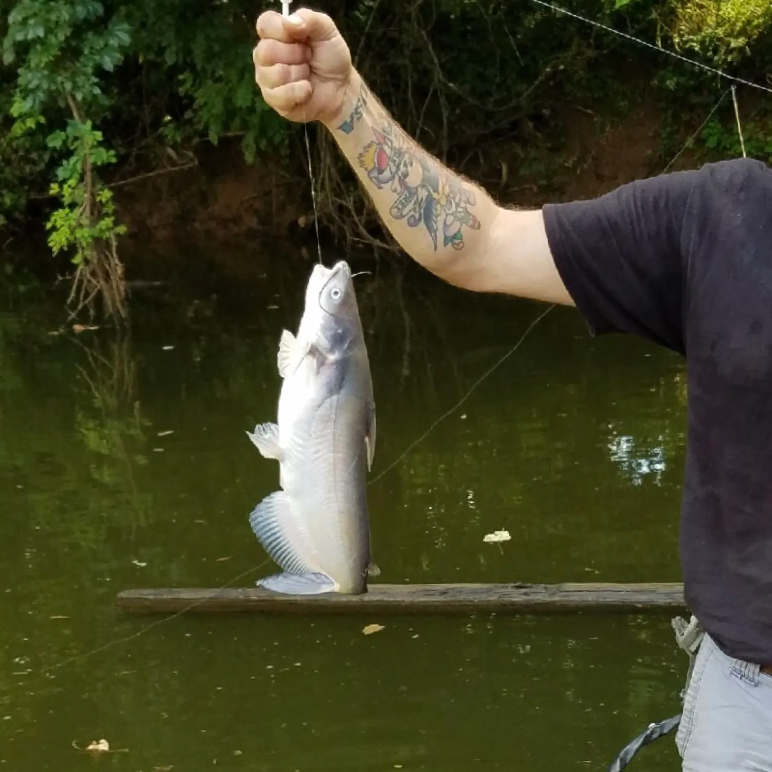 Blue catfish caught on Fishbrain