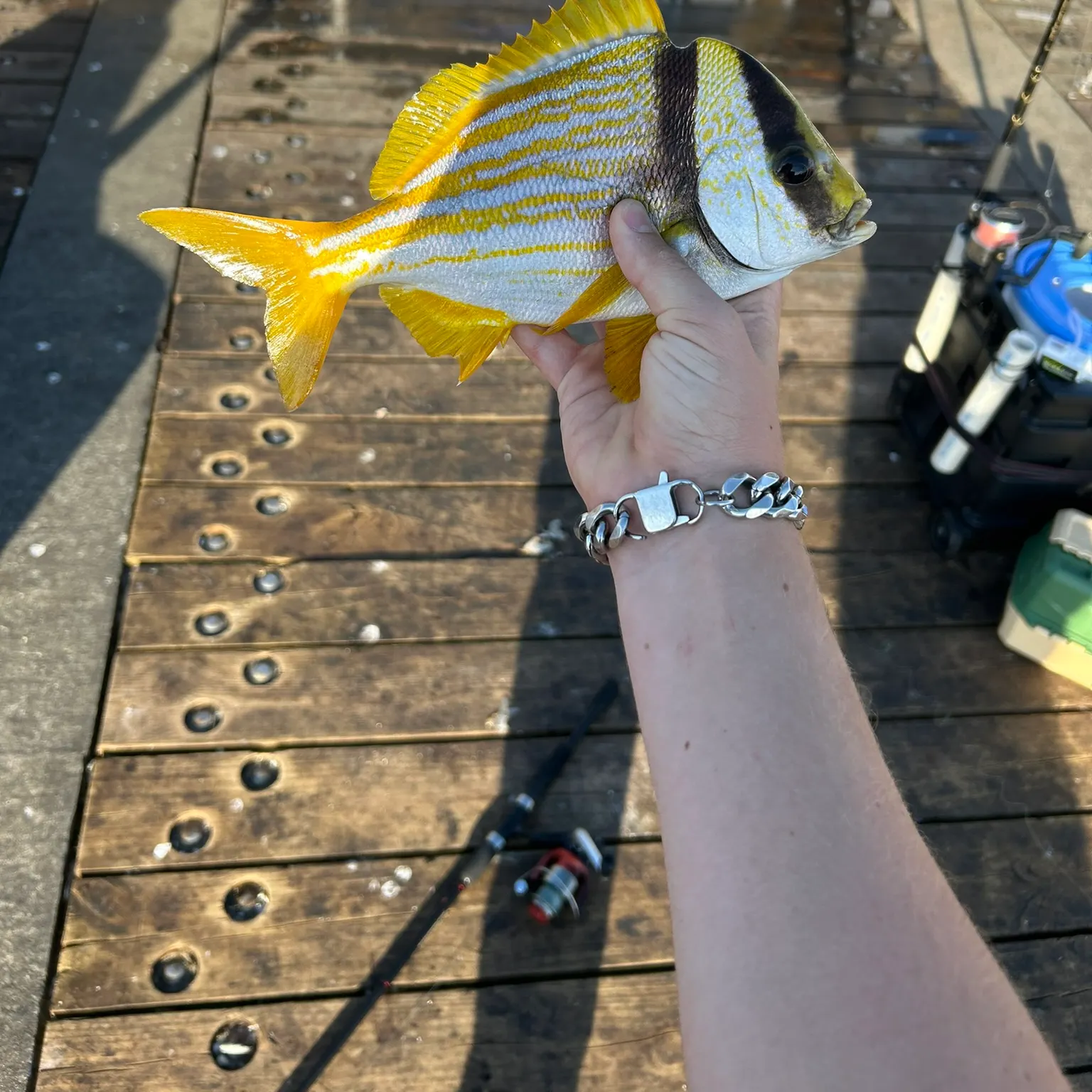 The most recent Atlantic porkfish catches on Fishbrain