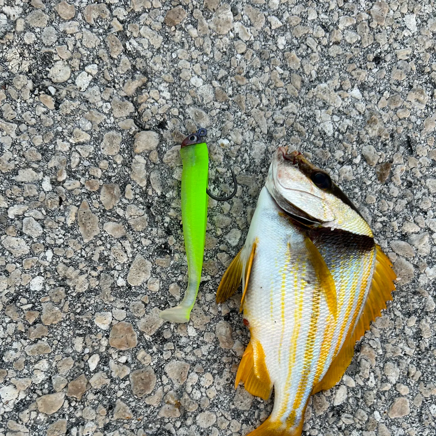The most recent Atlantic porkfish catches on Fishbrain