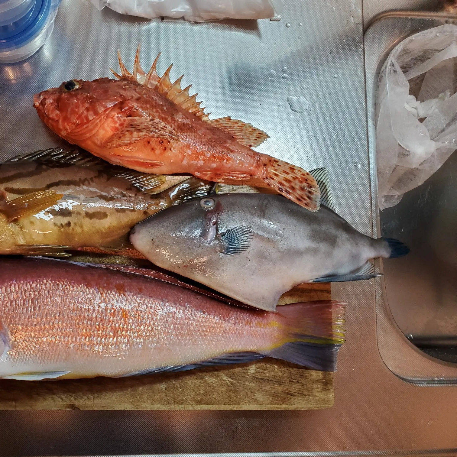 recently logged catches