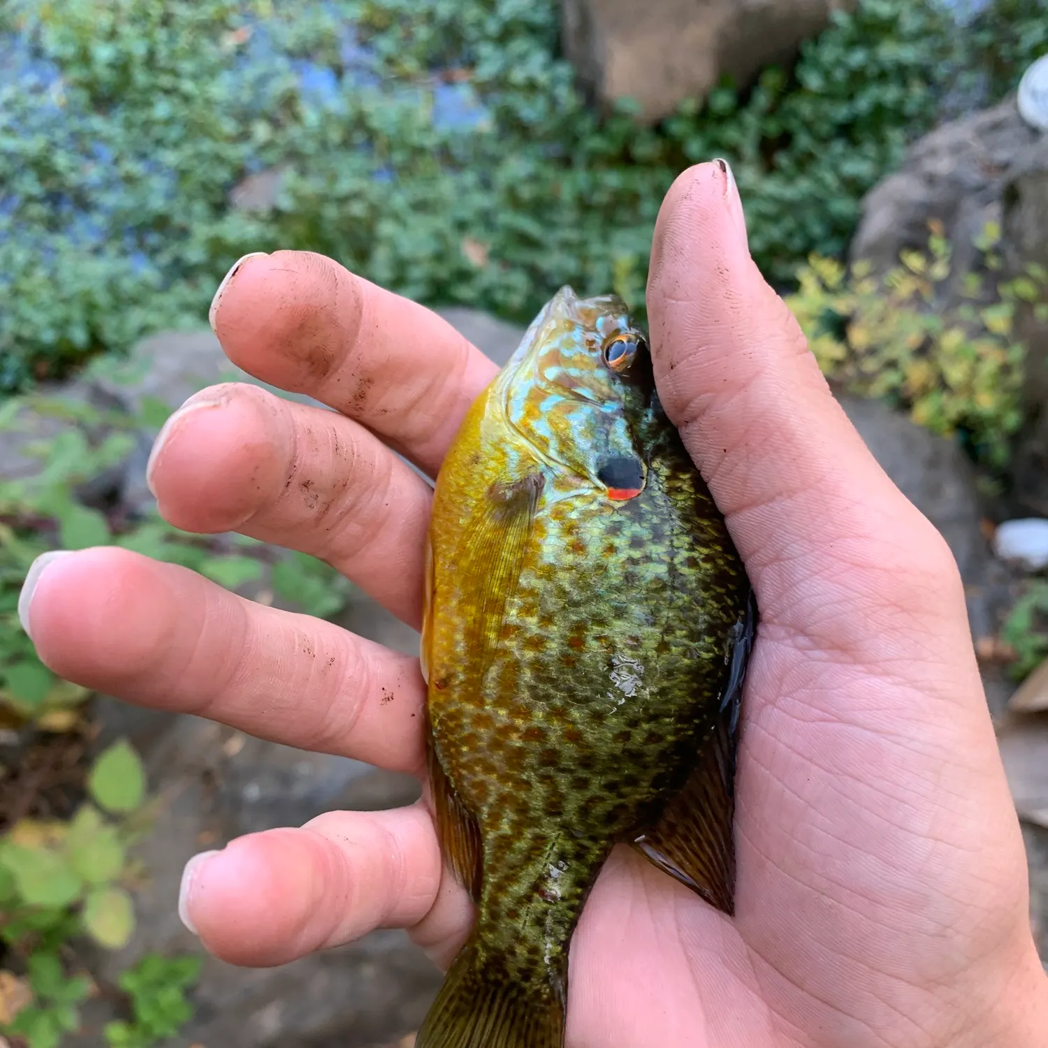 Pumpkinseed caught on Fishbrain