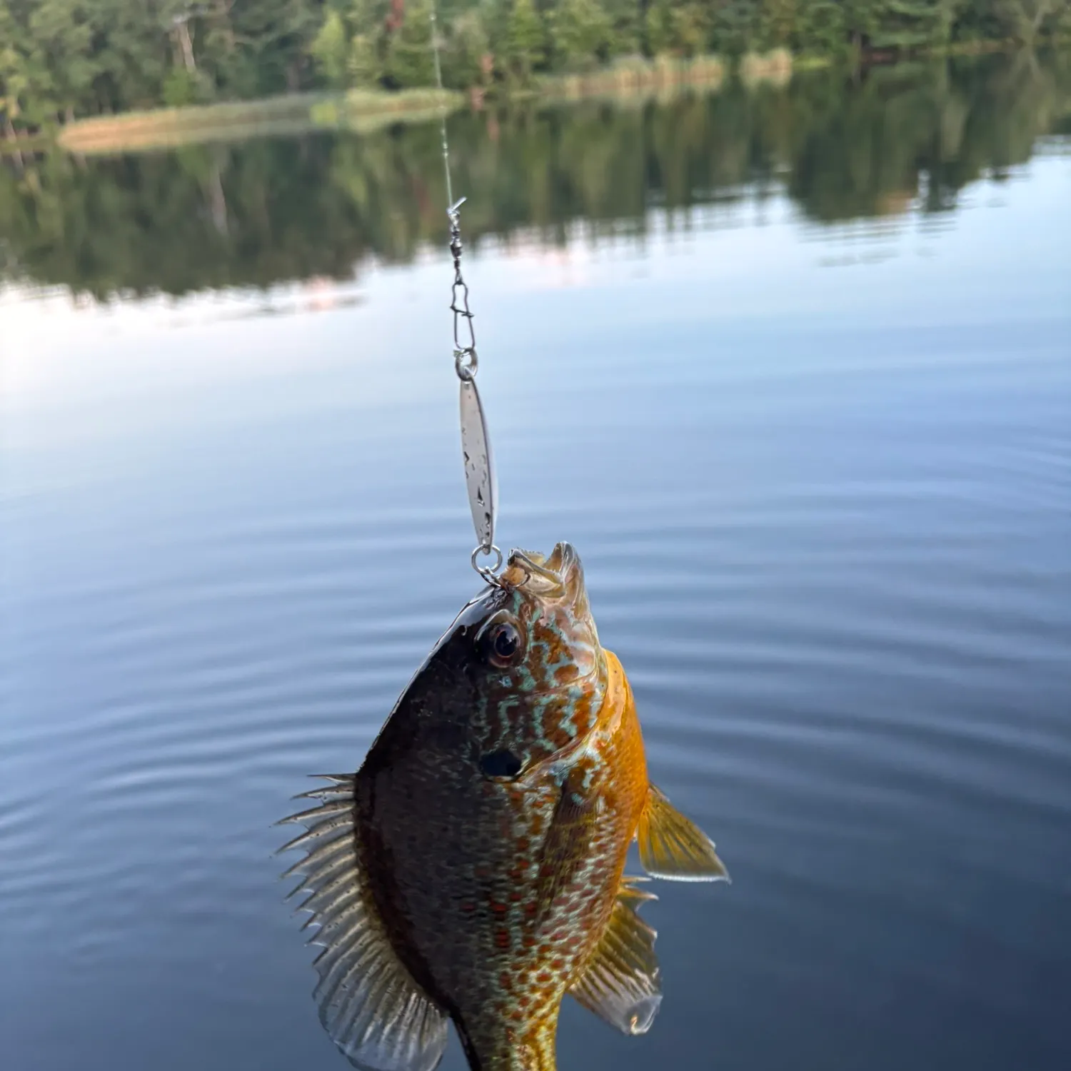 Pumpkinseed caught on Fishbrain