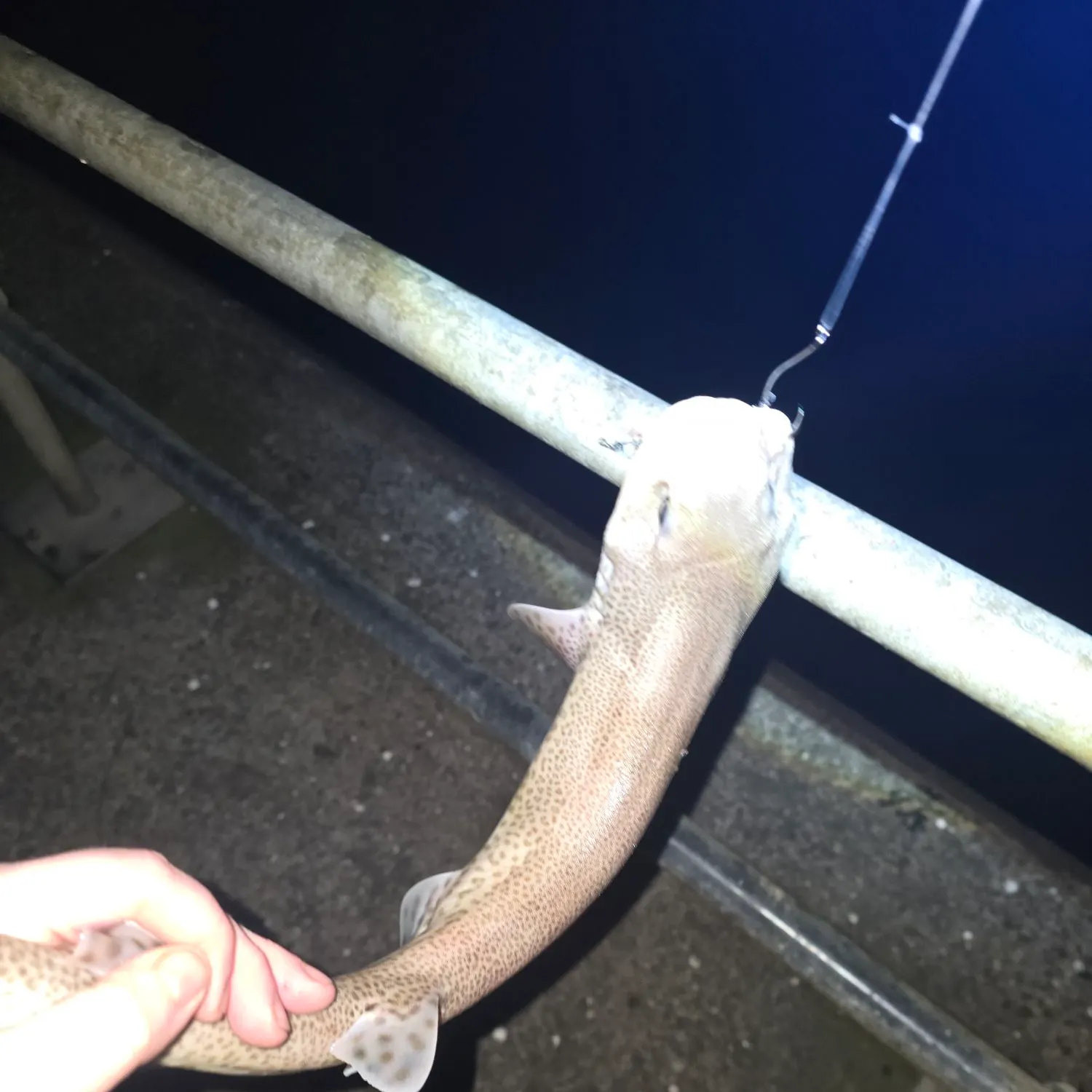 The most recent Lesser spotted dogfish catches on Fishbrain