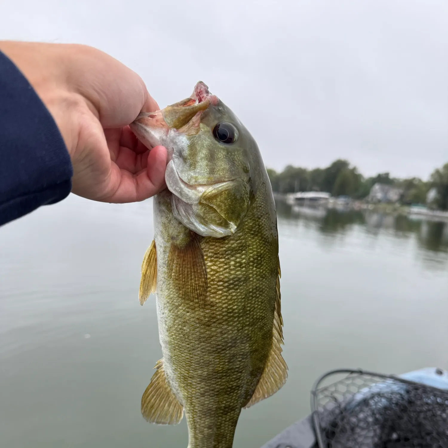 Smallmouth bass caught on Fishbrain
