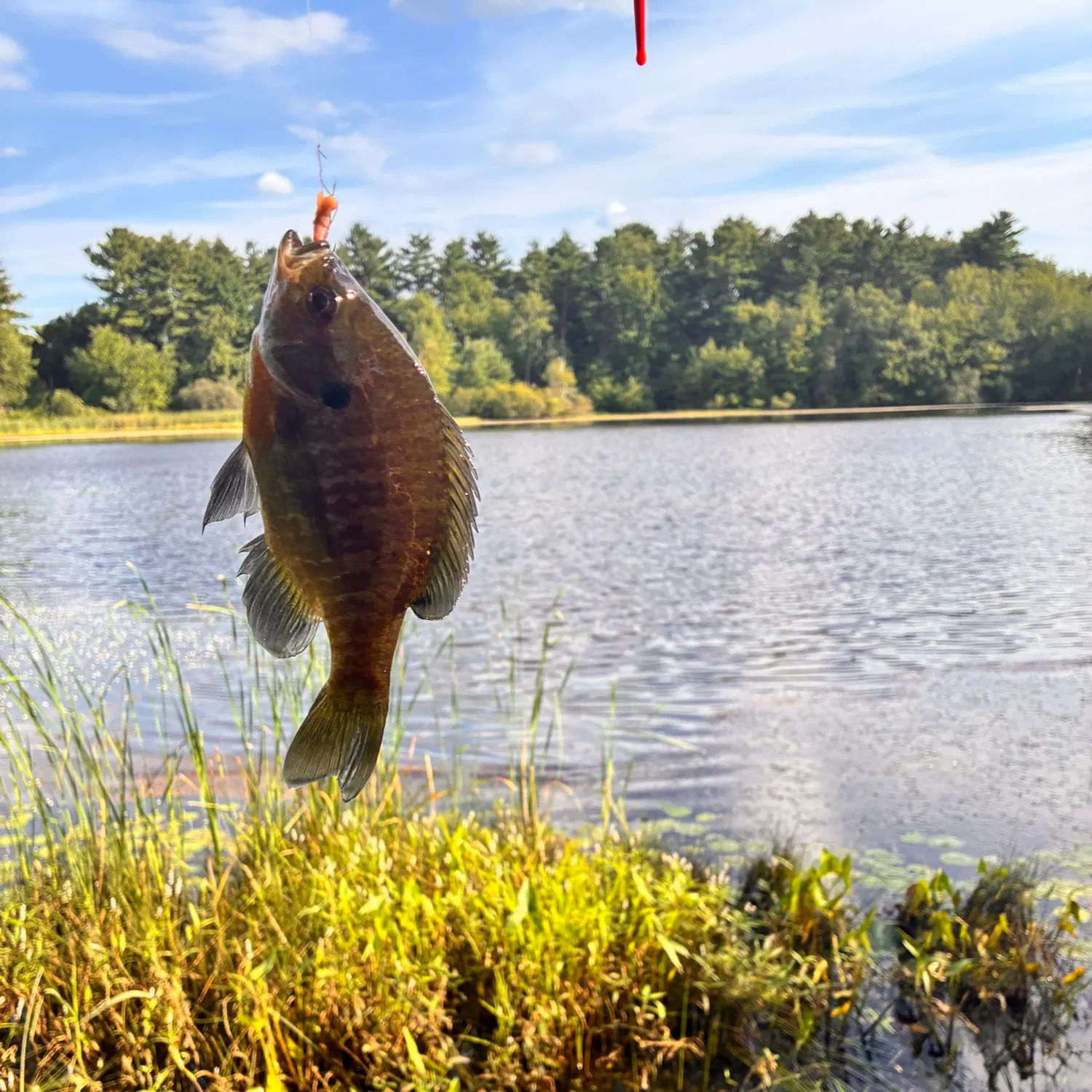 Bluegill caught on Fishbrain