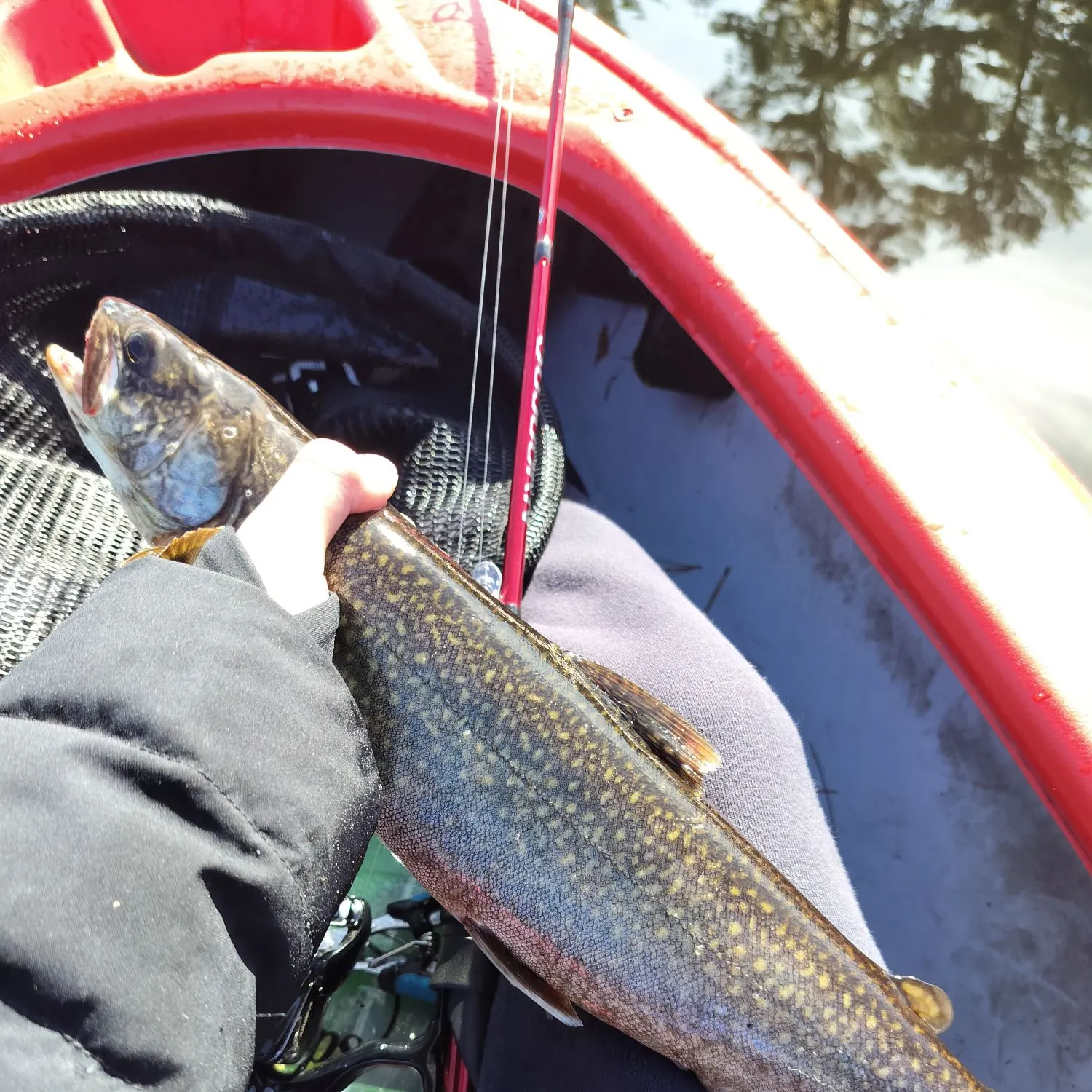 Lake char caught on Fishbrain