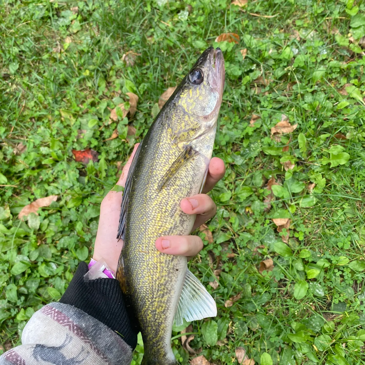 Walleye caught on Fishbrain