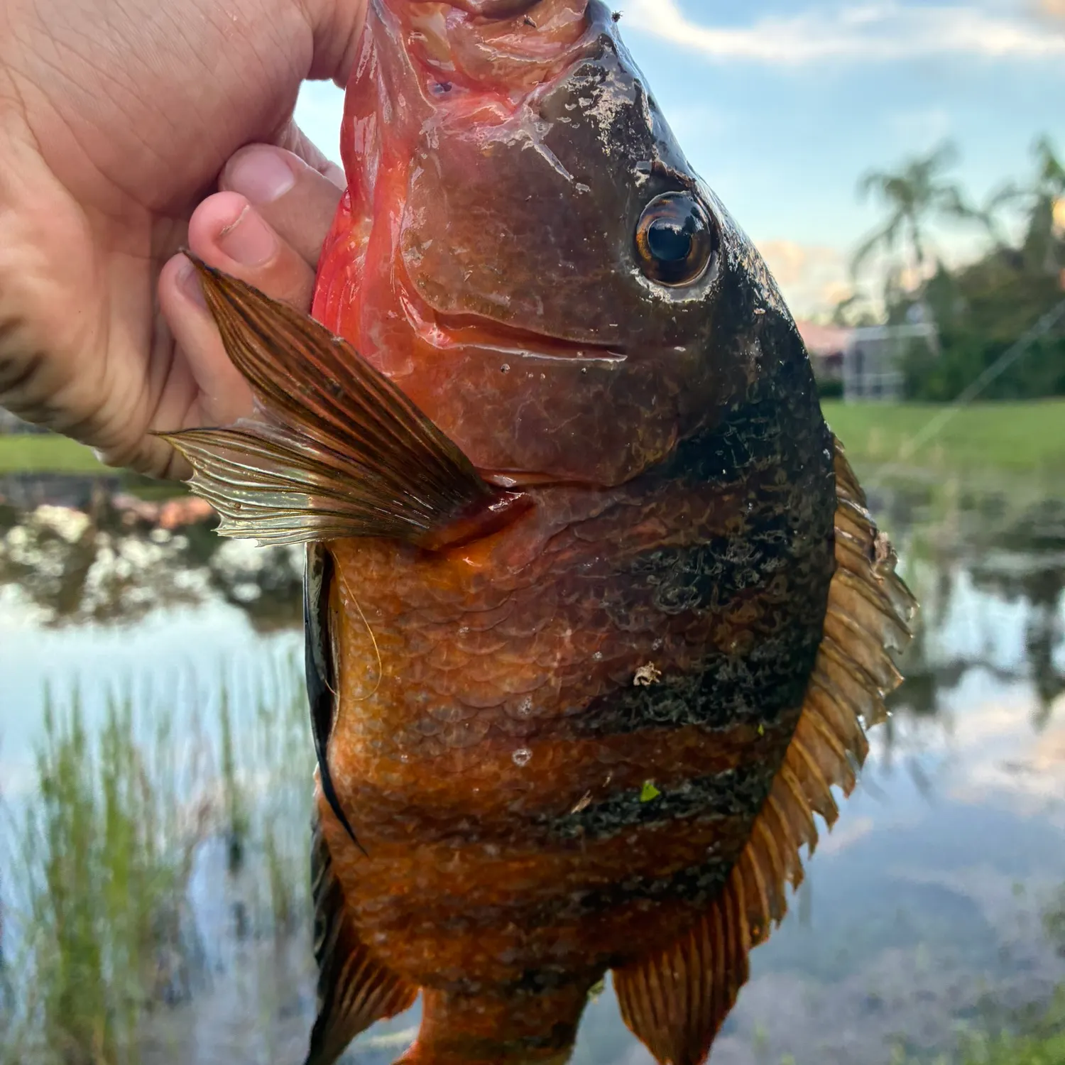 Mayan cichlid caught on Fishbrain