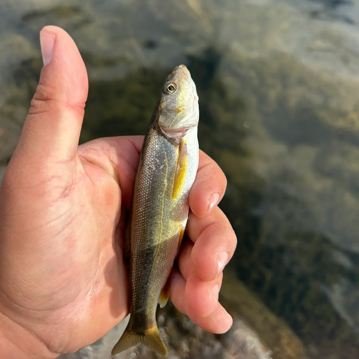 Northern pikeminnow caught on Fishbrain