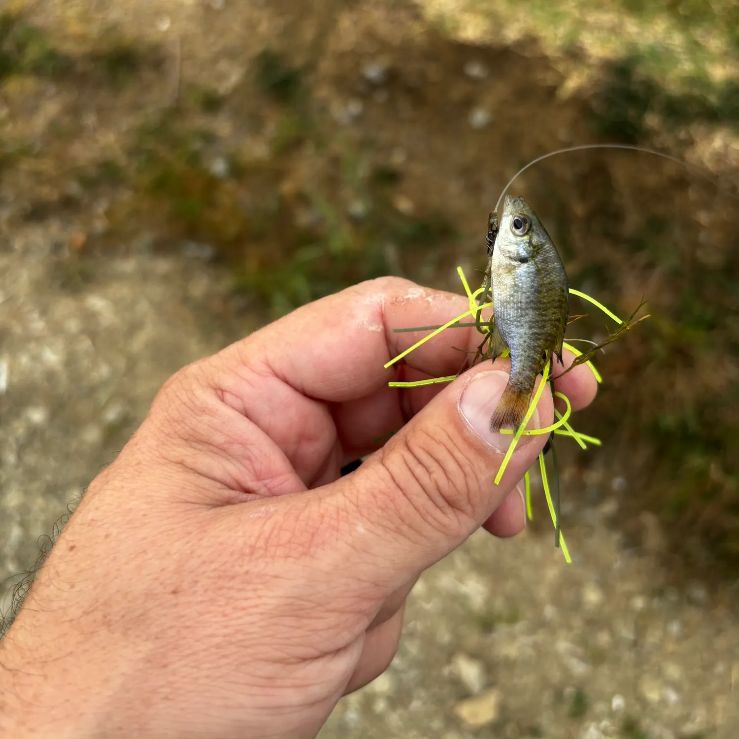 Fish caught on Fishbrain