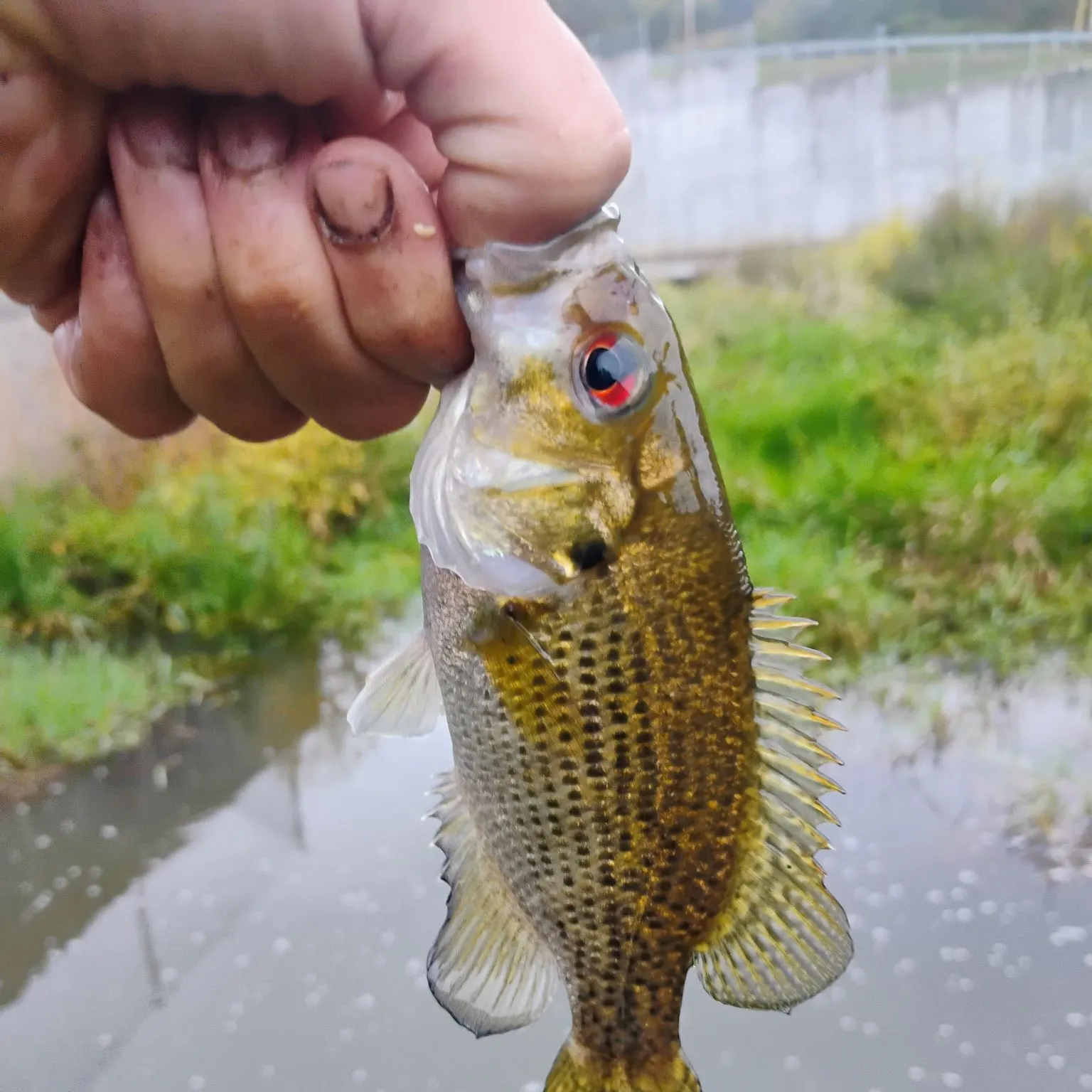 Rock bass caught on Fishbrain