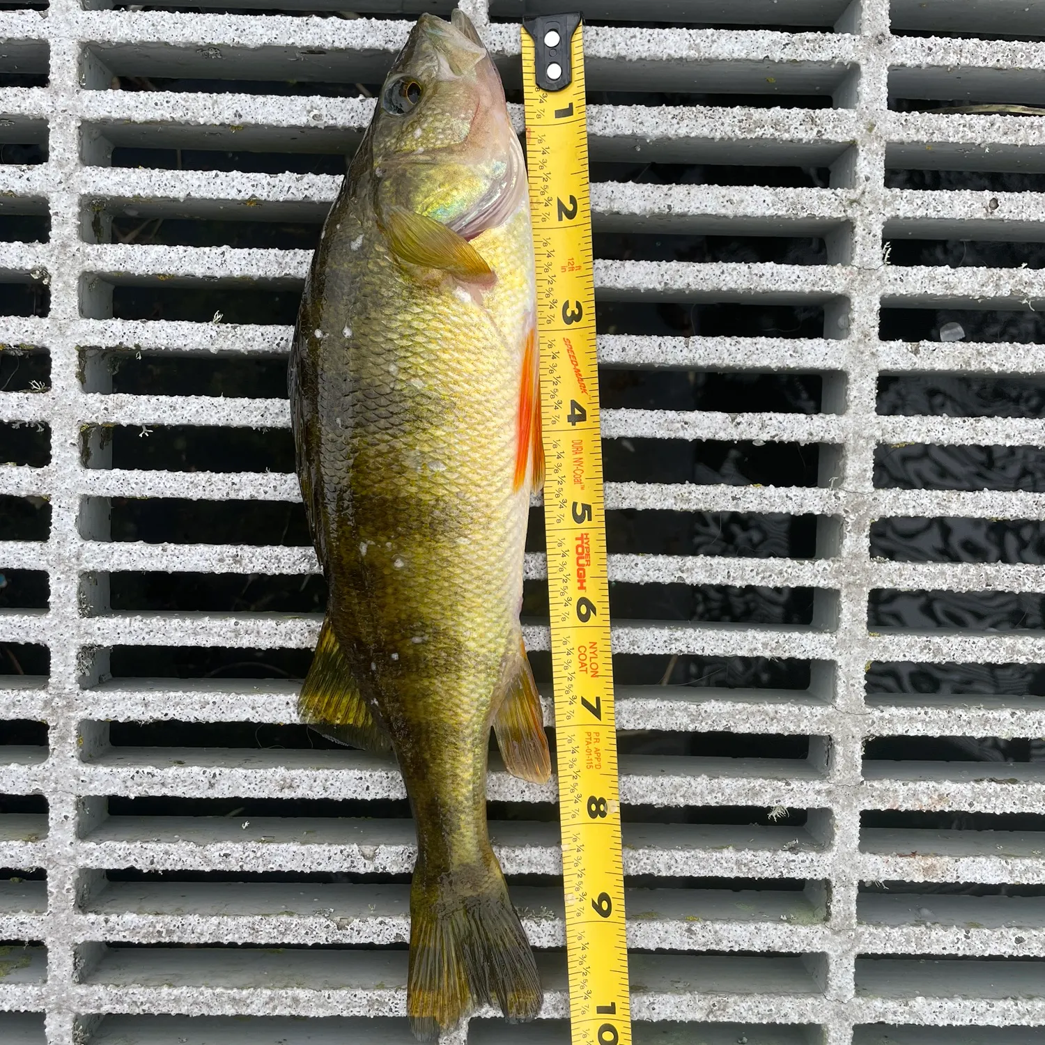 Yellow perch caught on Fishbrain