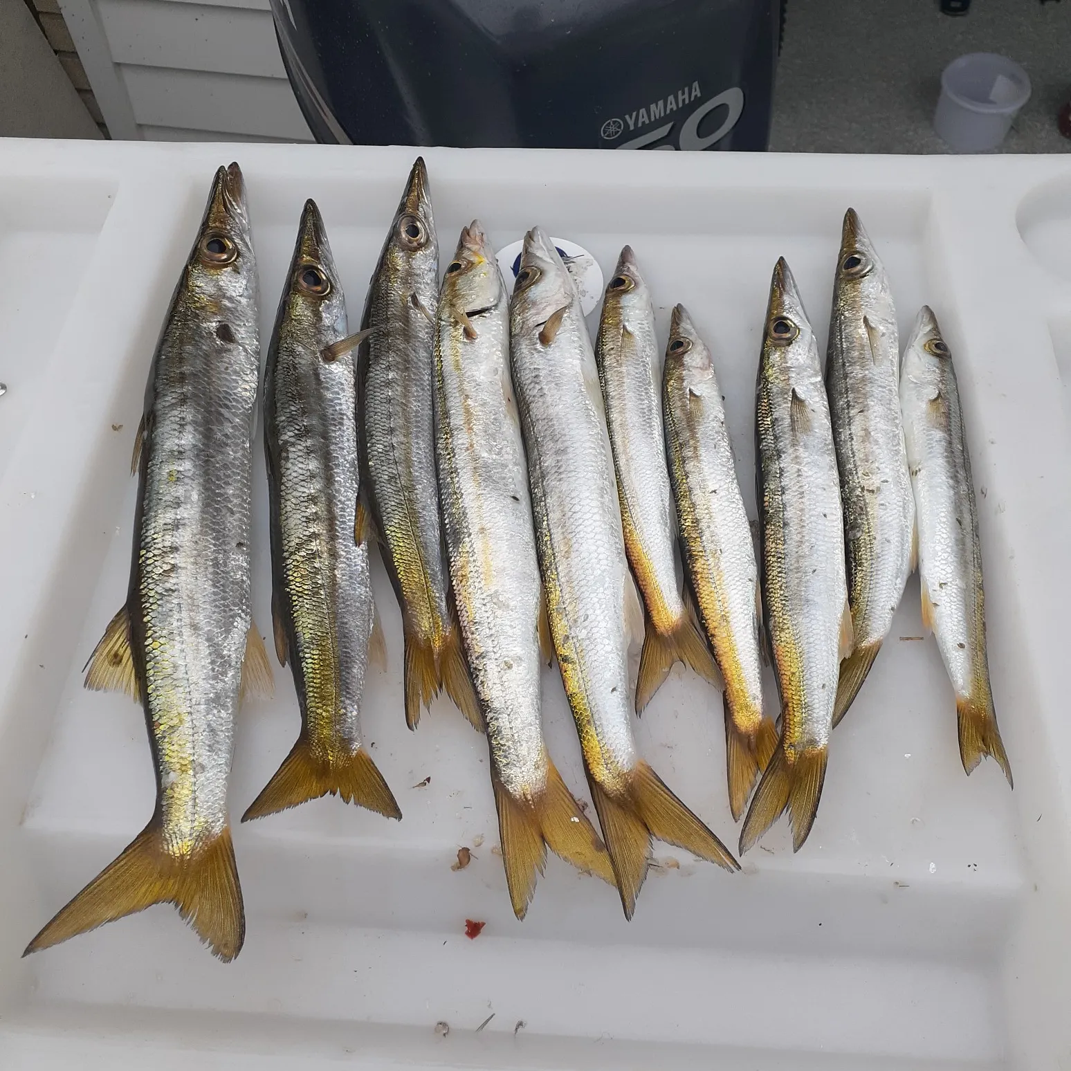 recently logged catches