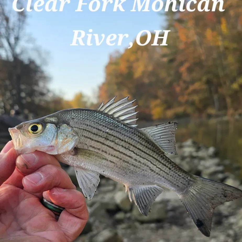 Striped bass caught on Fishbrain