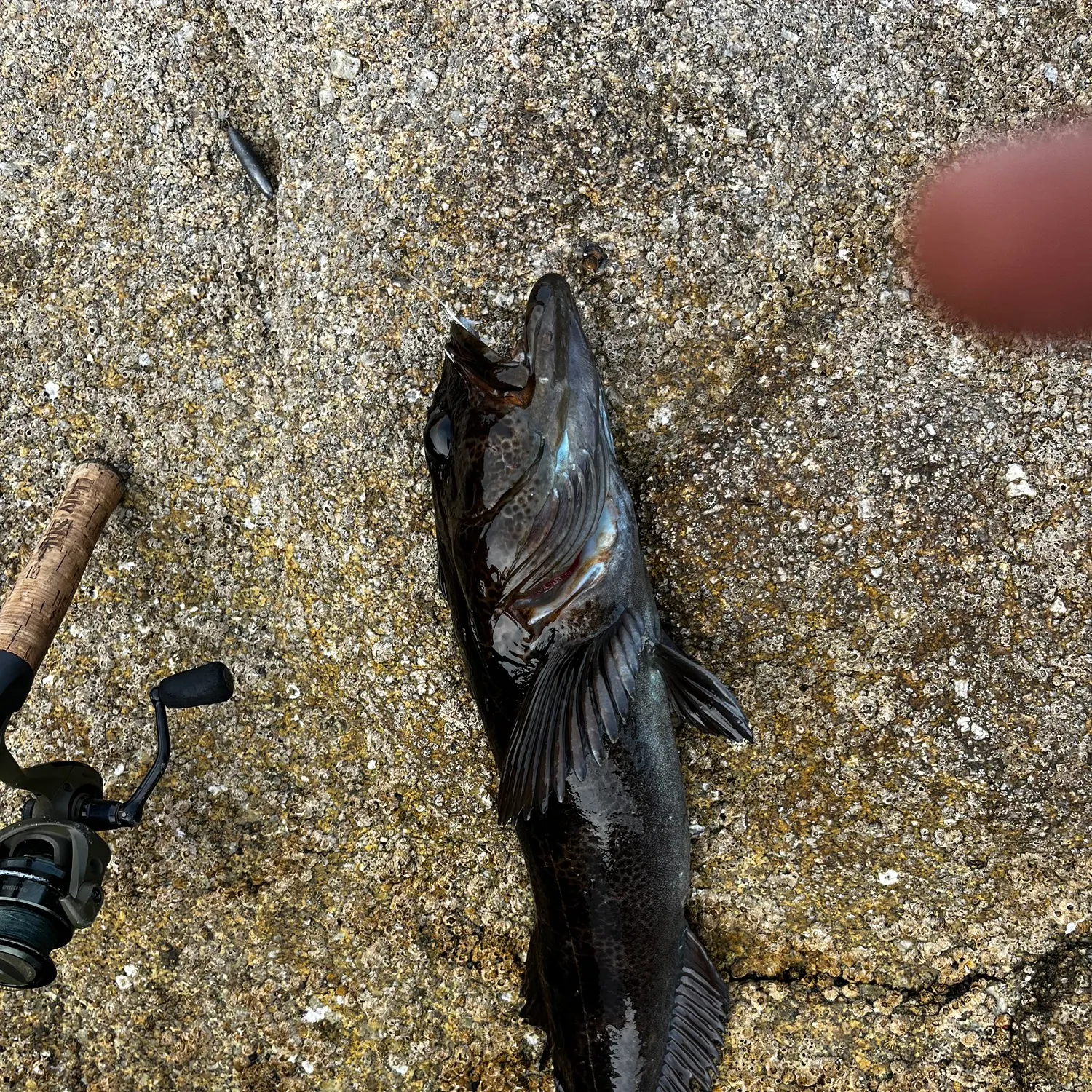 The most recent Lingcod catches on Fishbrain