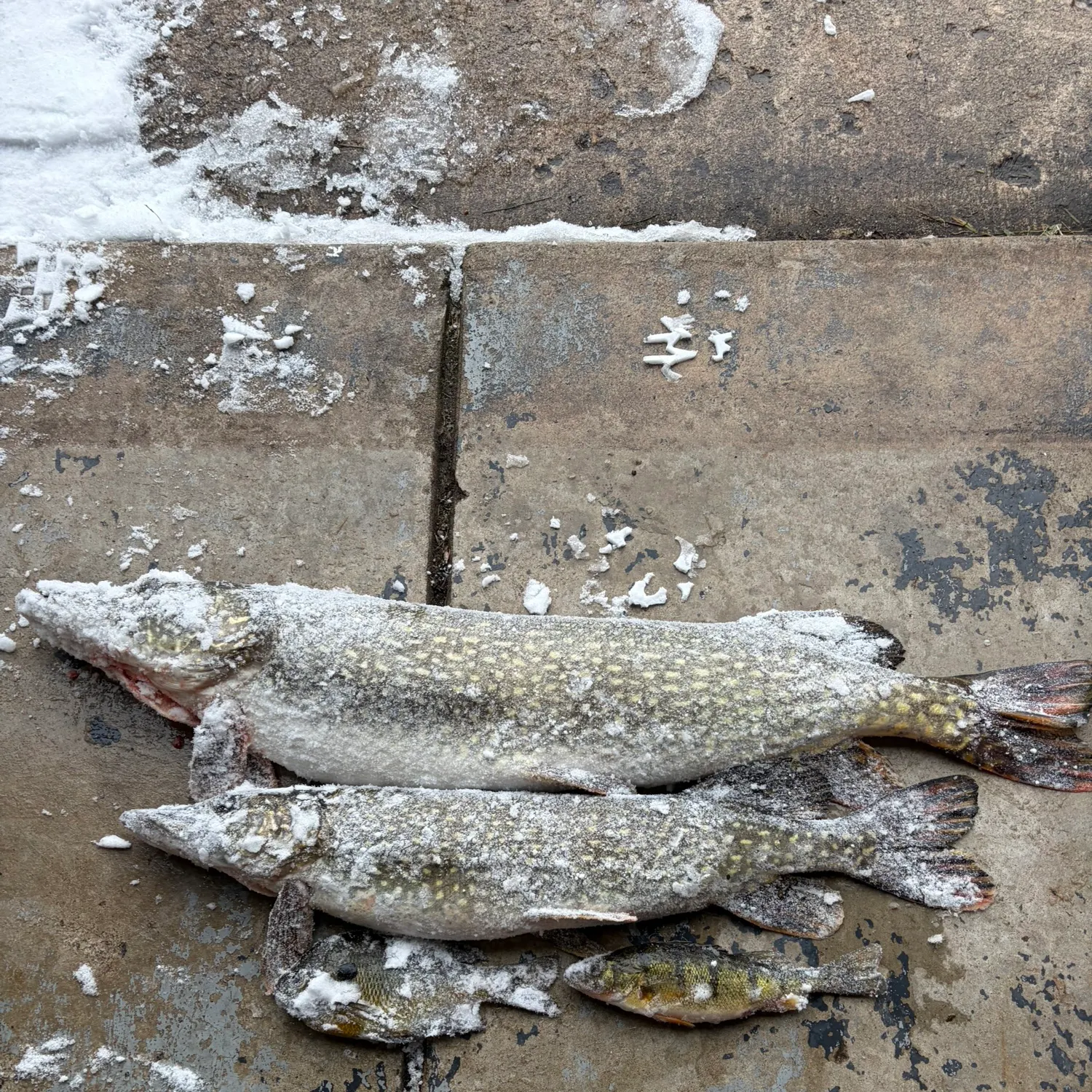 recently logged catches