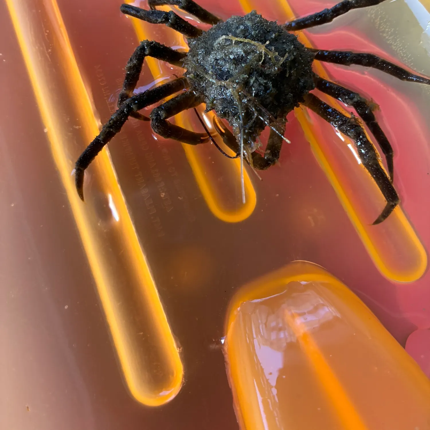 The most recent Sheep crab catches on Fishbrain