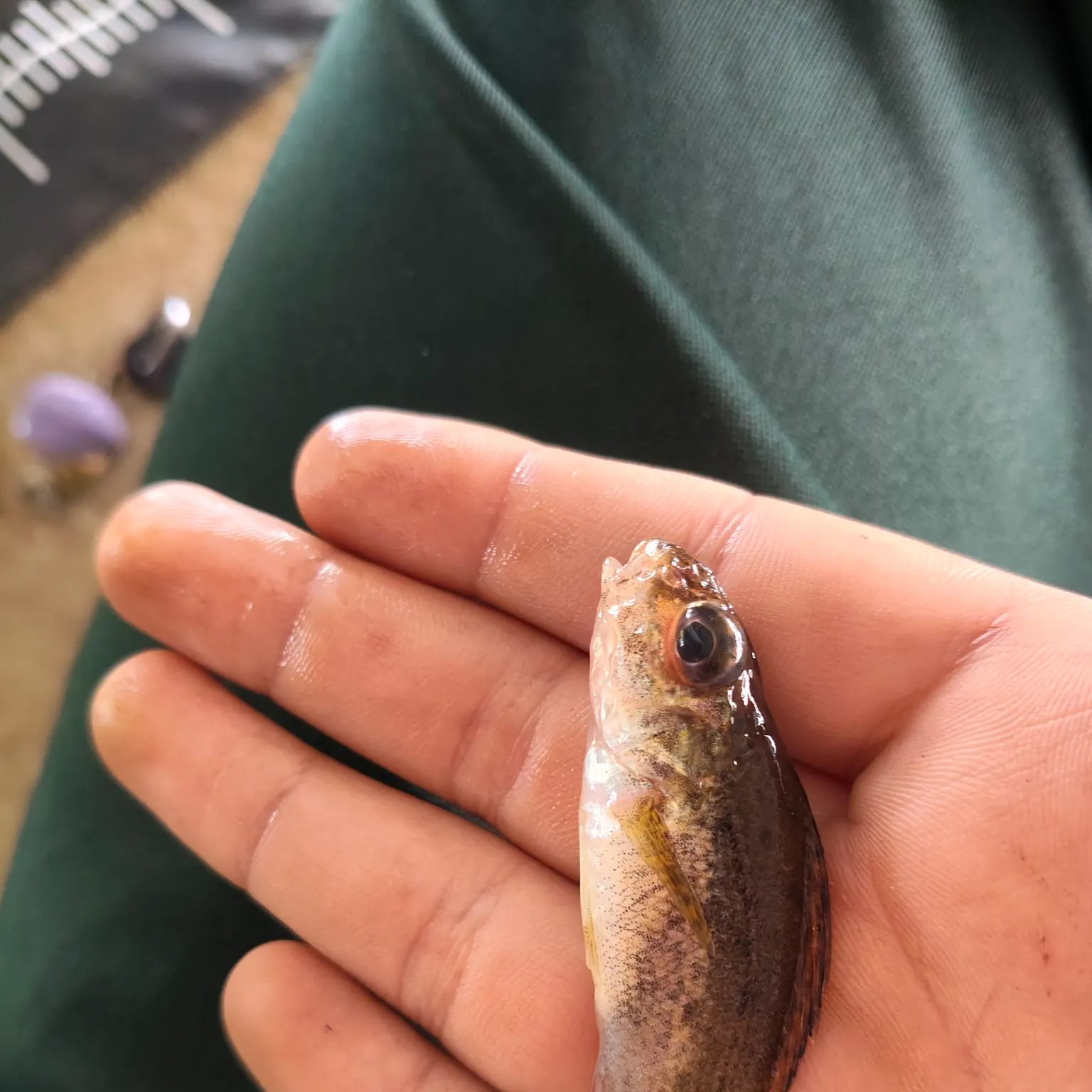 The most recent Eurasian ruffe catches on Fishbrain