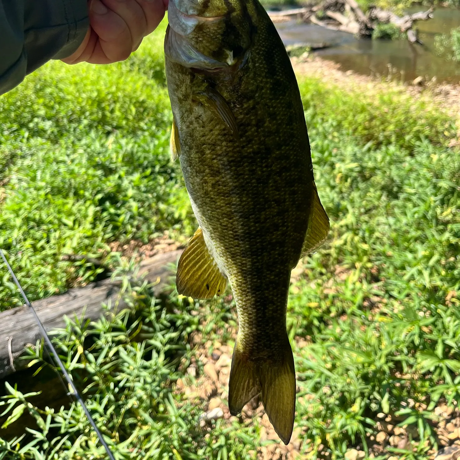 Smallmouth bass caught on Fishbrain