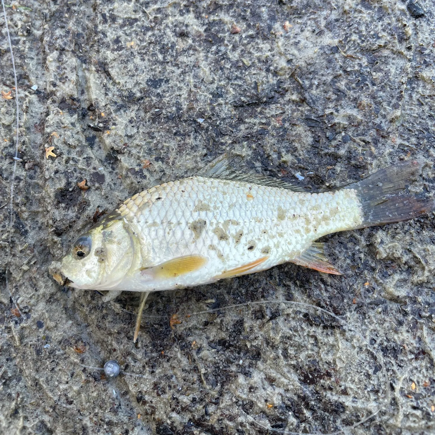 Common roach caught on Fishbrain