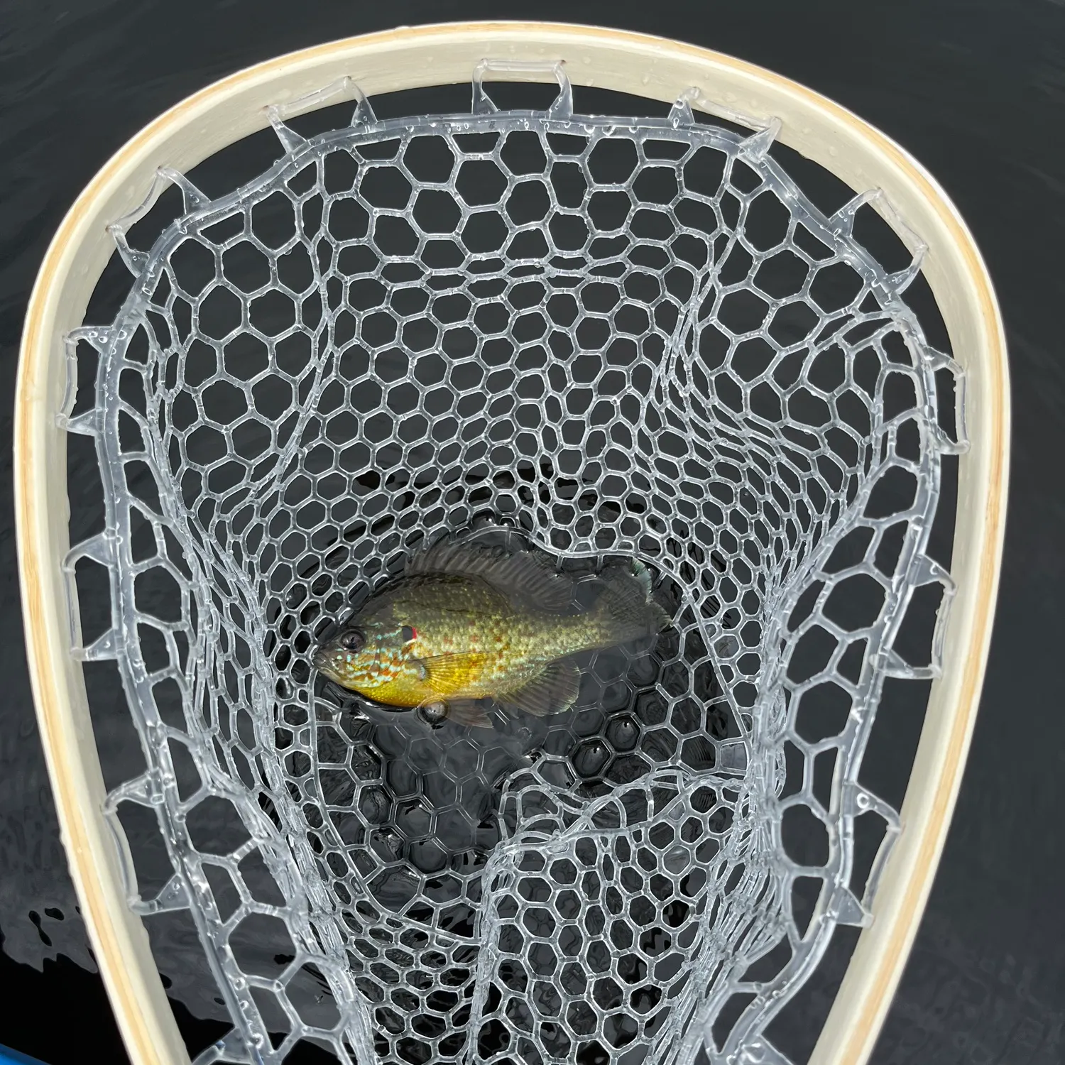 Pumpkinseed caught on Fishbrain