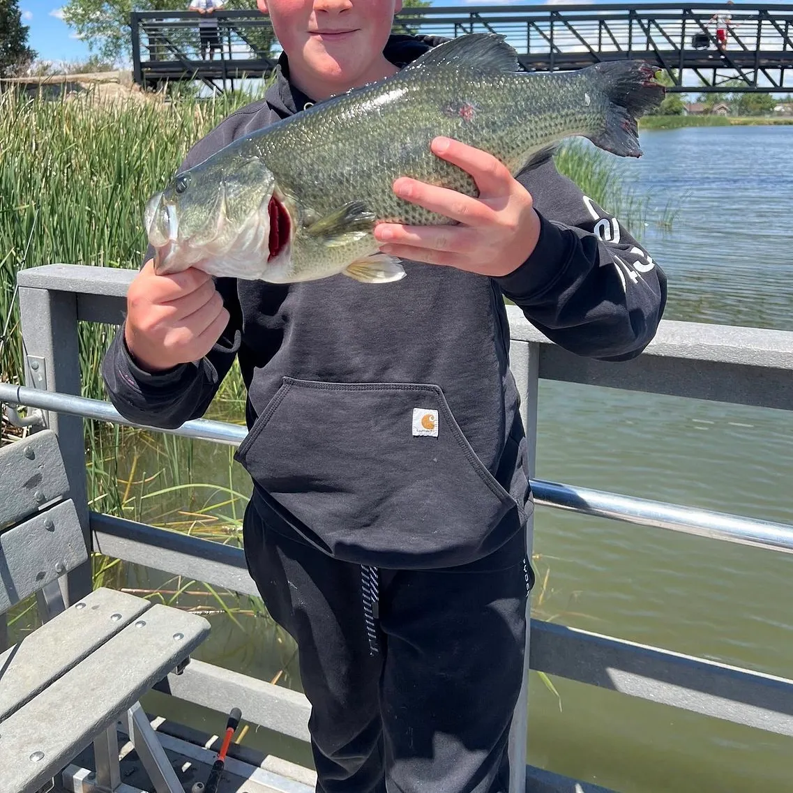 Largemouth bass caught on Fishbrain
