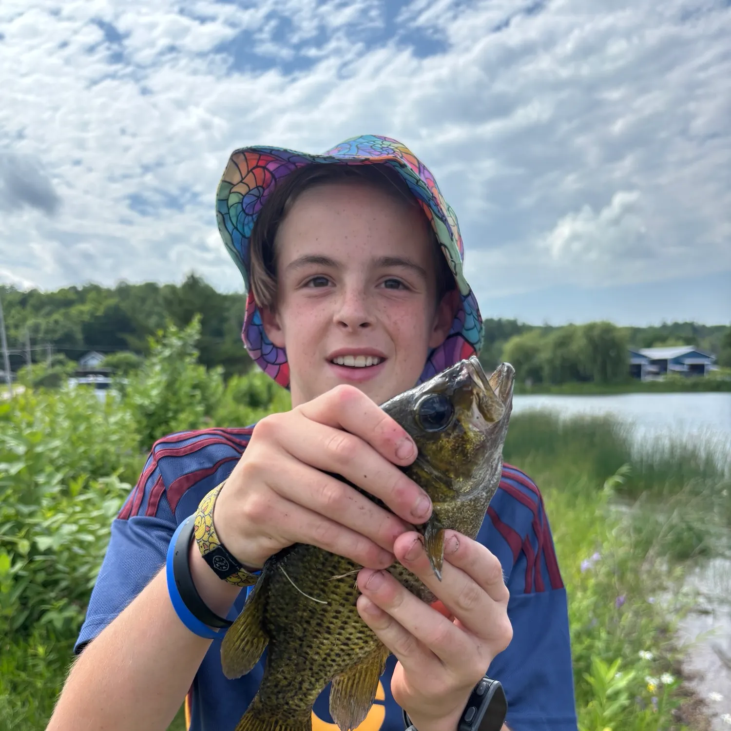 Rock bass caught on Fishbrain