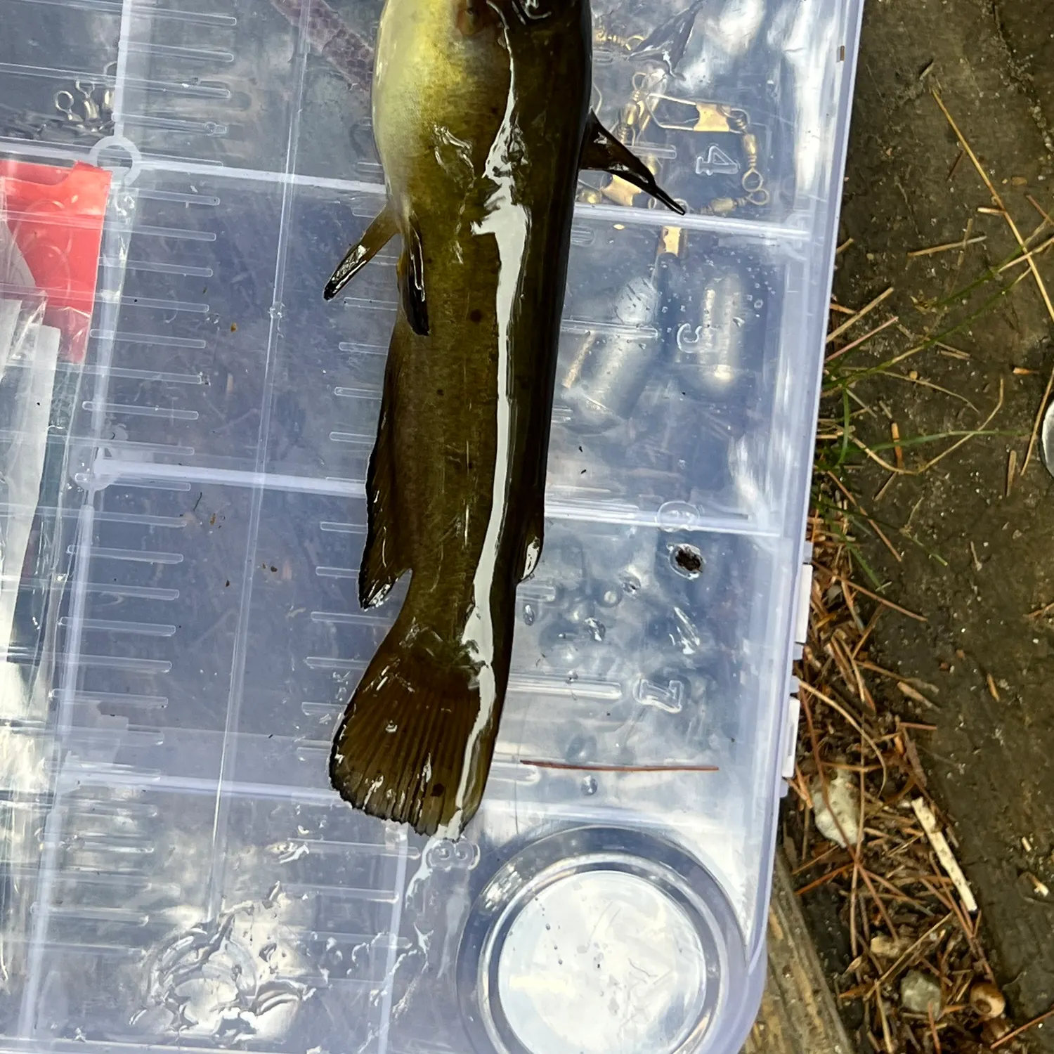 Black bullhead caught on Fishbrain