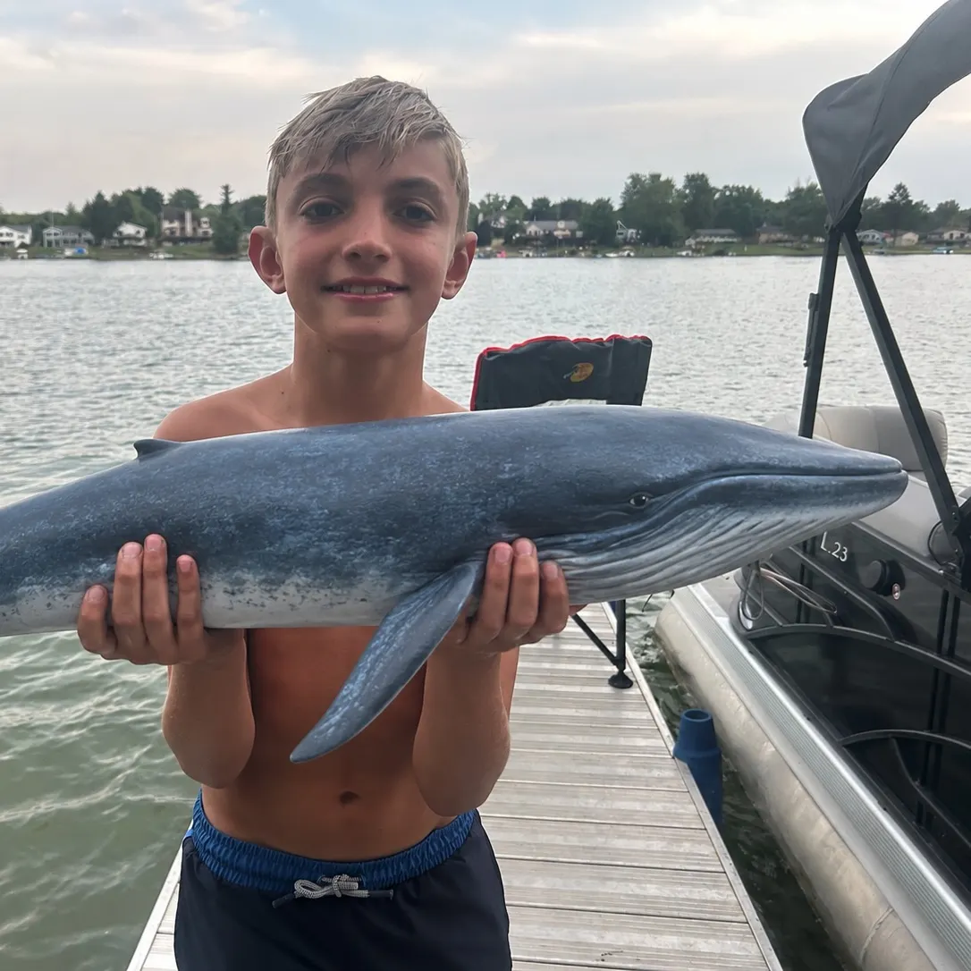 The most recent Blue shark catches on Fishbrain