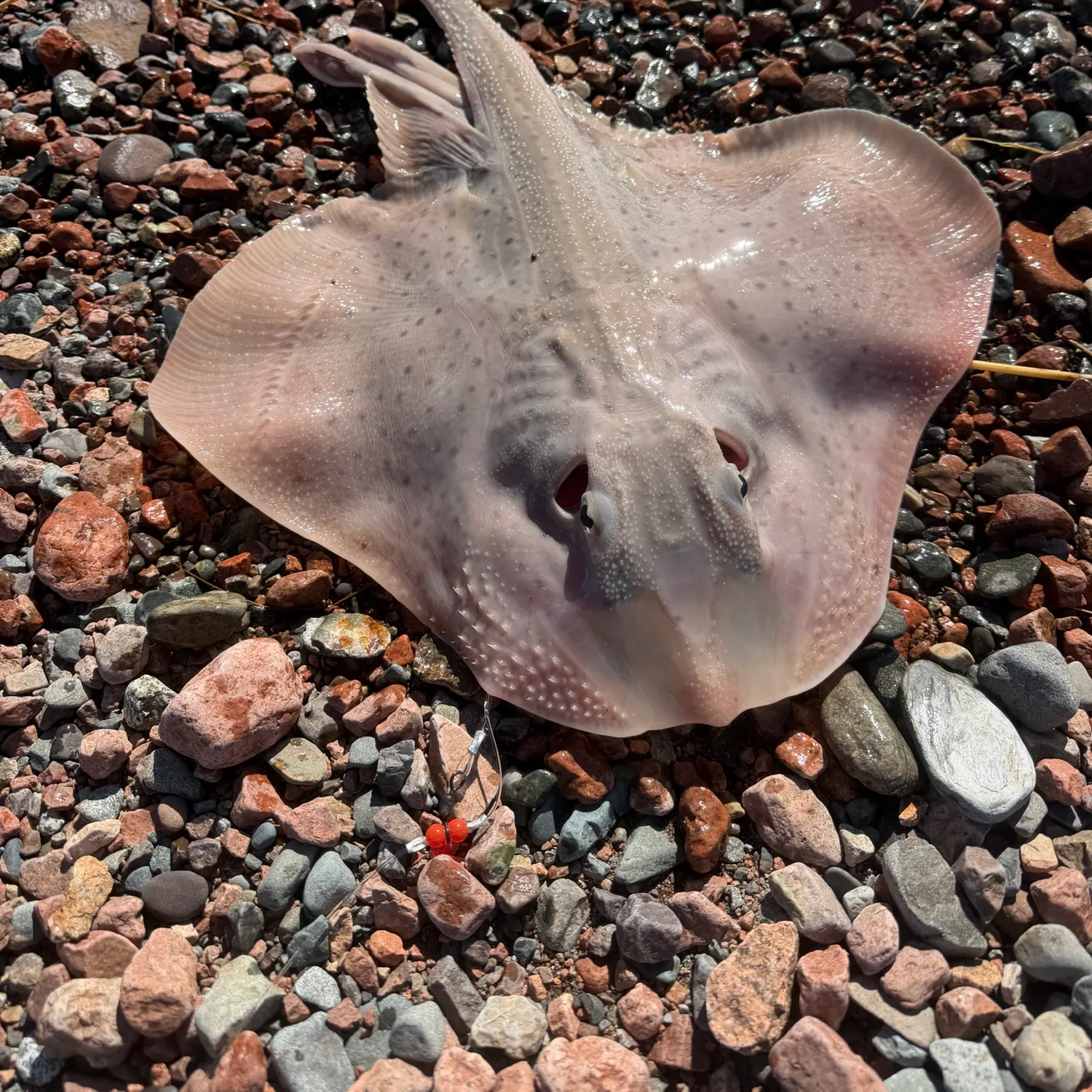 The most recent Starry ray catches on Fishbrain