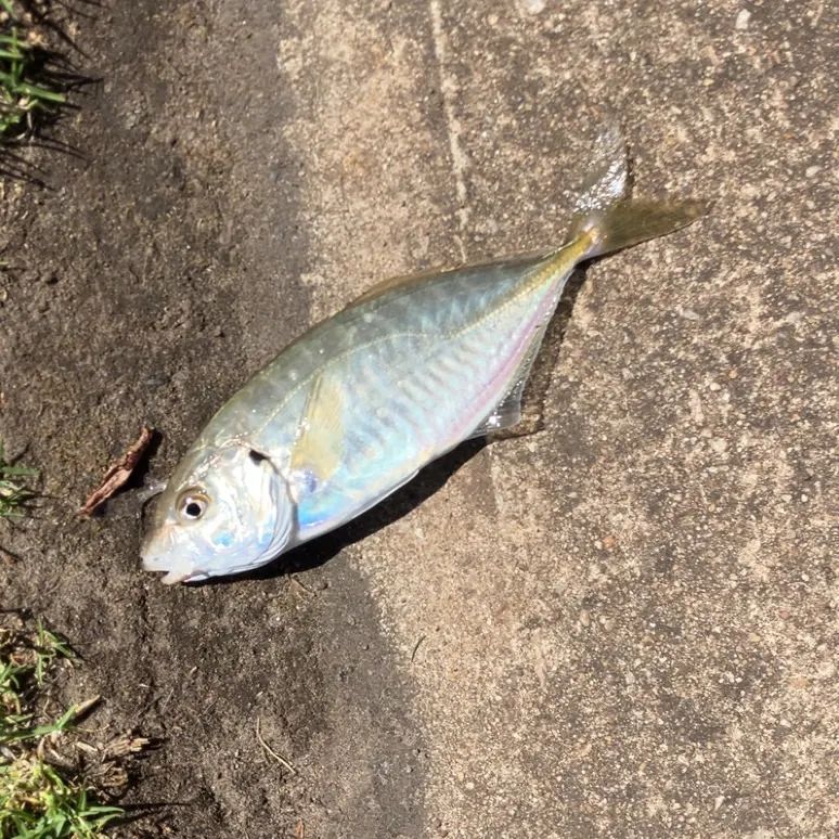 Yellowtail scad caught on Fishbrain