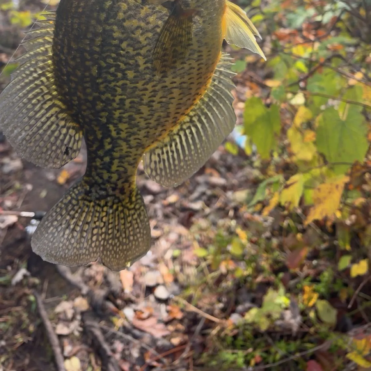 Black crappie caught on Fishbrain