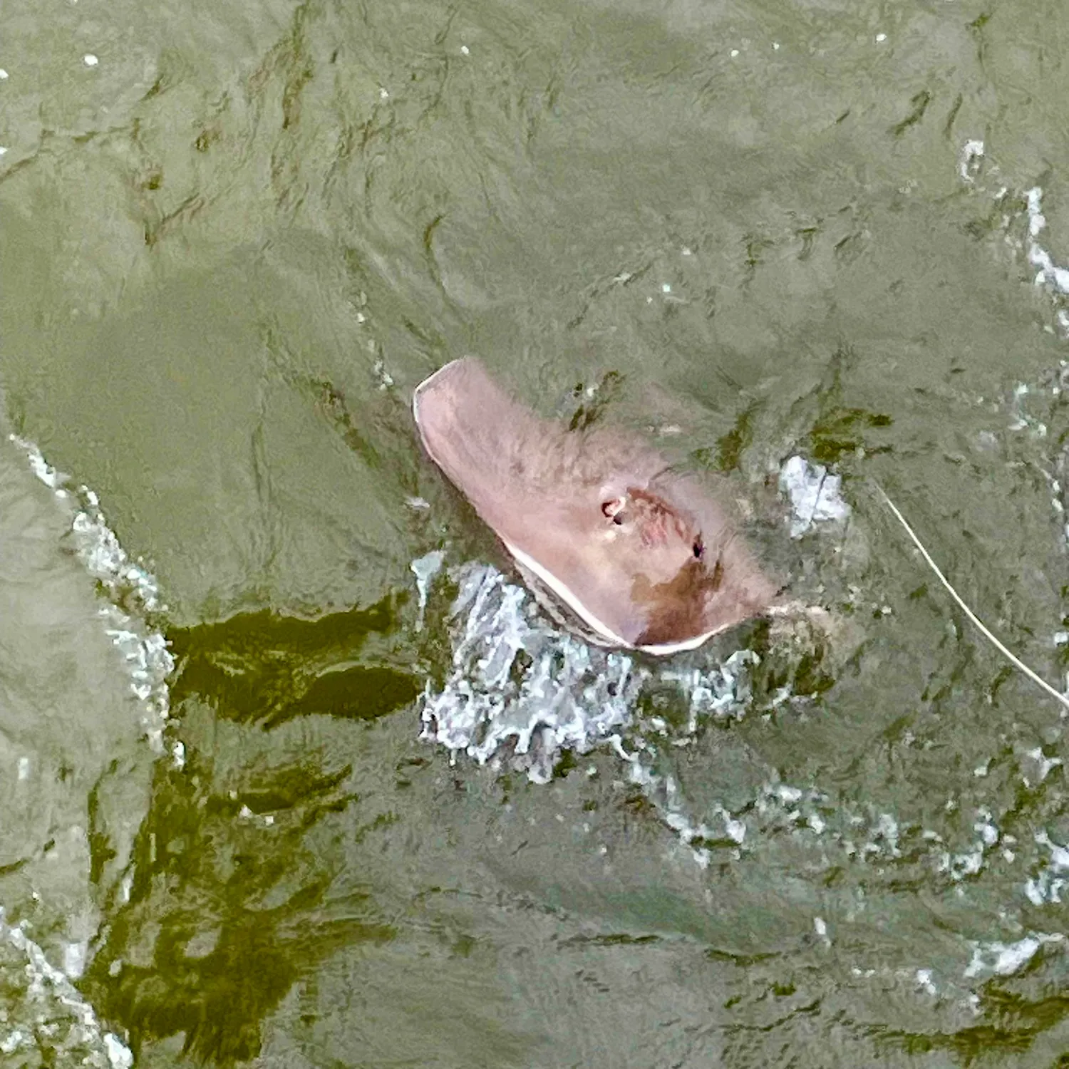 The most recent Southern stingray catches on Fishbrain