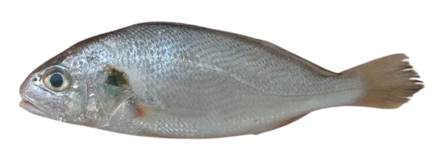 Silver croaker