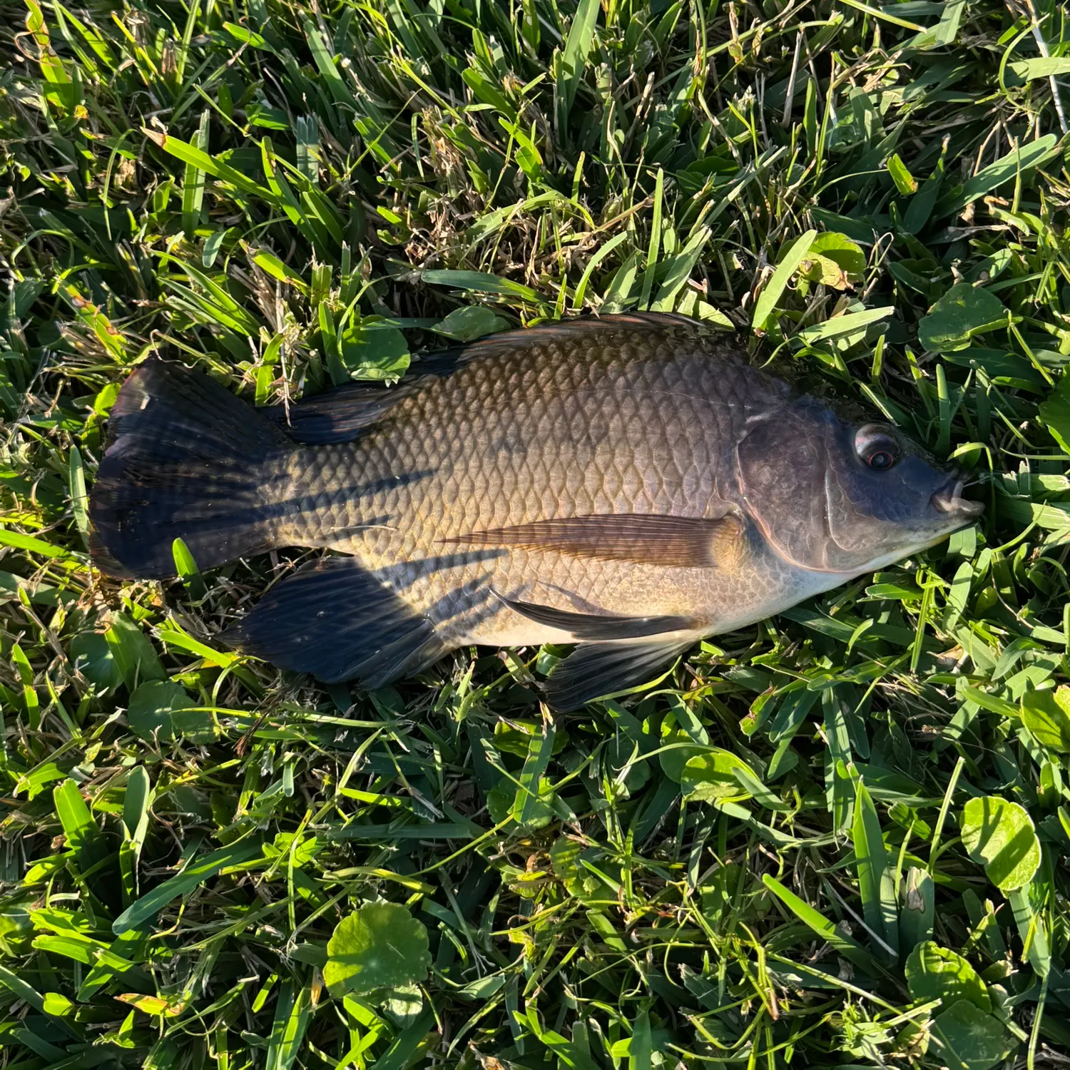 The most recent Crucian carp catches on Fishbrain