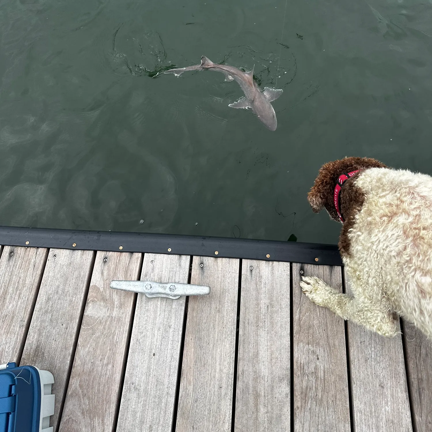 Piked dogfish caught on Fishbrain