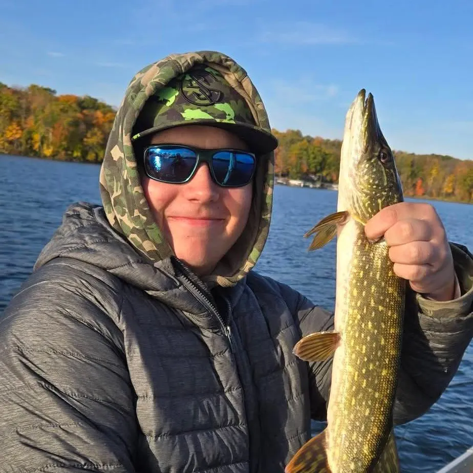 Northern pike caught on Fishbrain