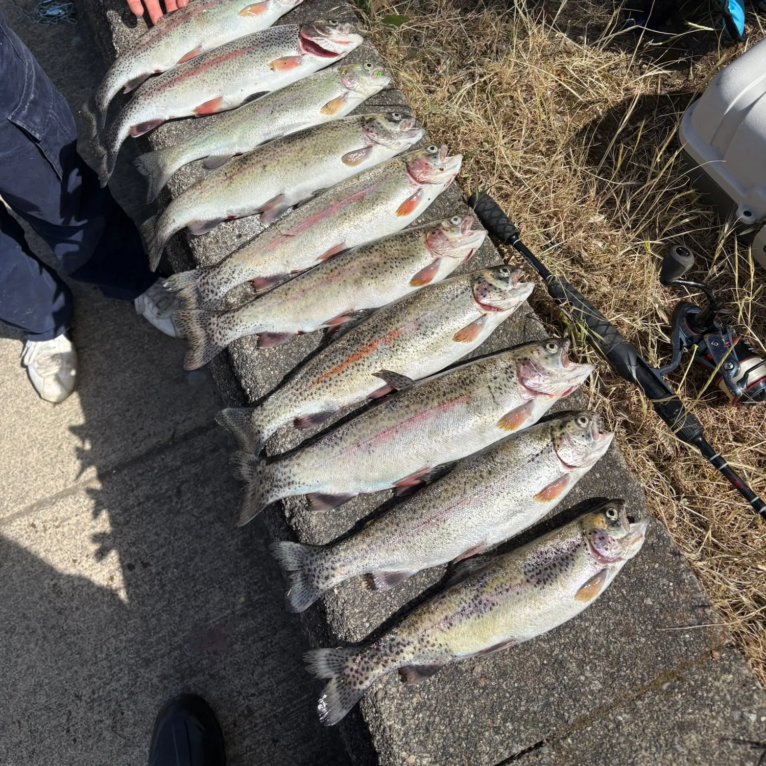 recently logged catches