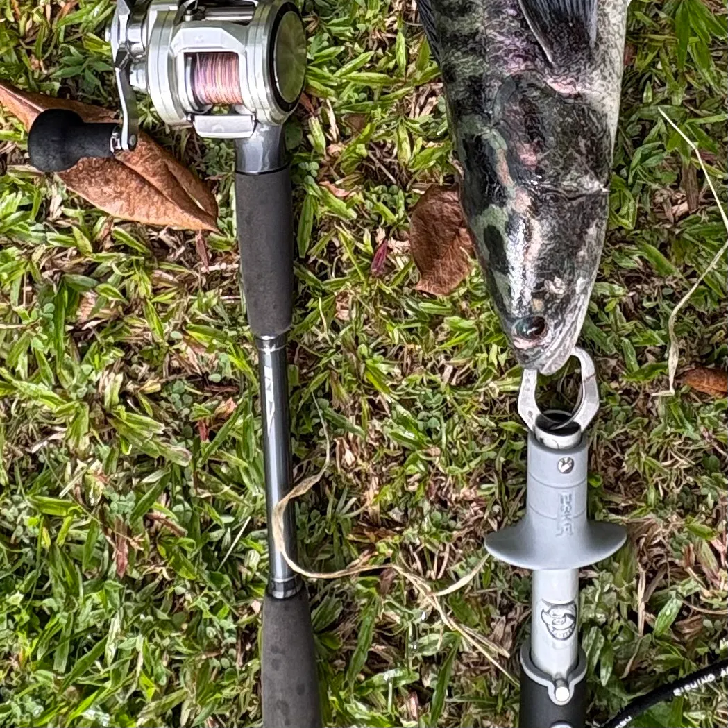 The most recent Indonesian snakehead catches on Fishbrain