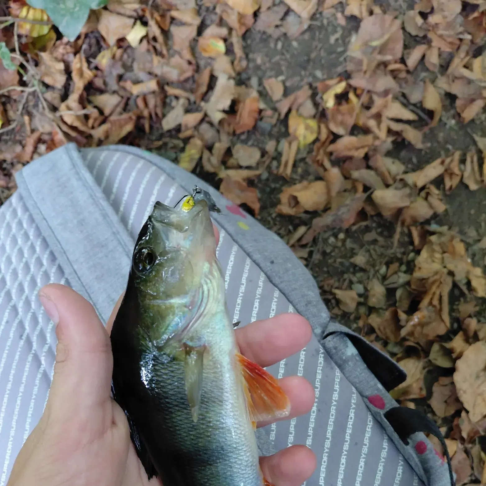 European perch caught on Fishbrain