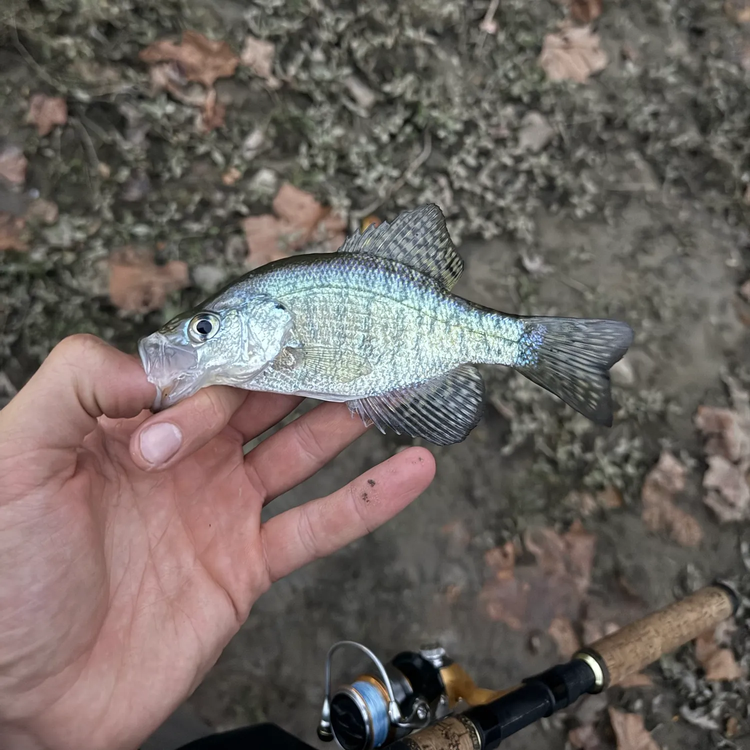 White crappie caught on Fishbrain