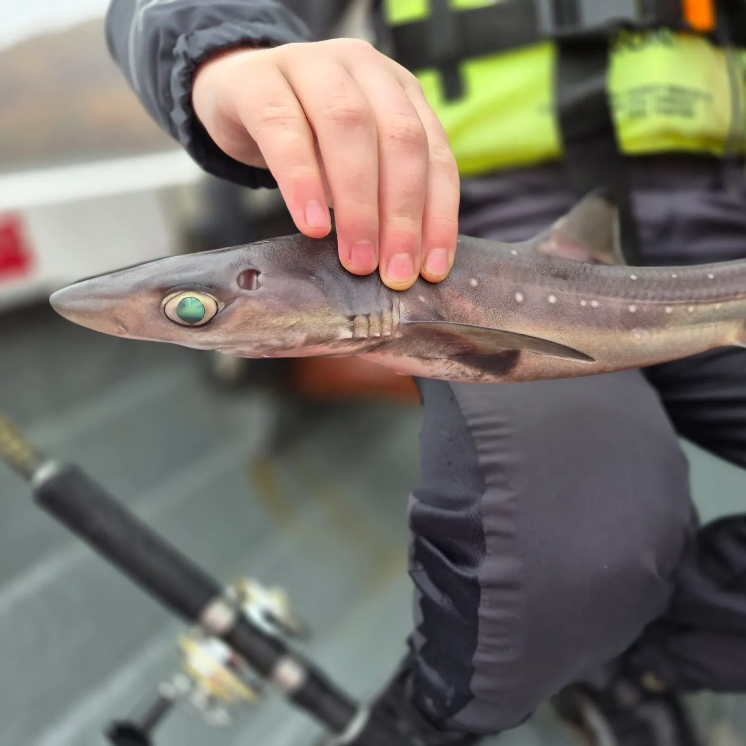 The most recent Shortnose spurdog catches on Fishbrain