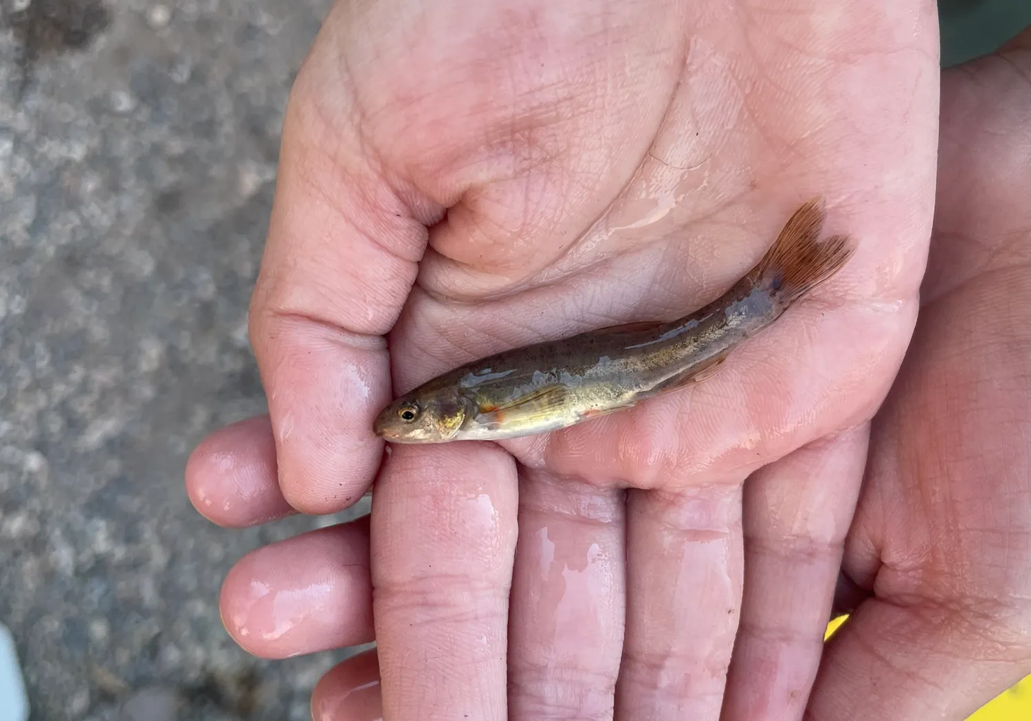 Speckled dace