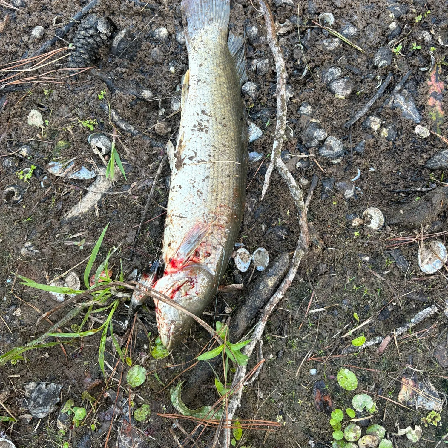 Ruddy bowfin caught on Fishbrain