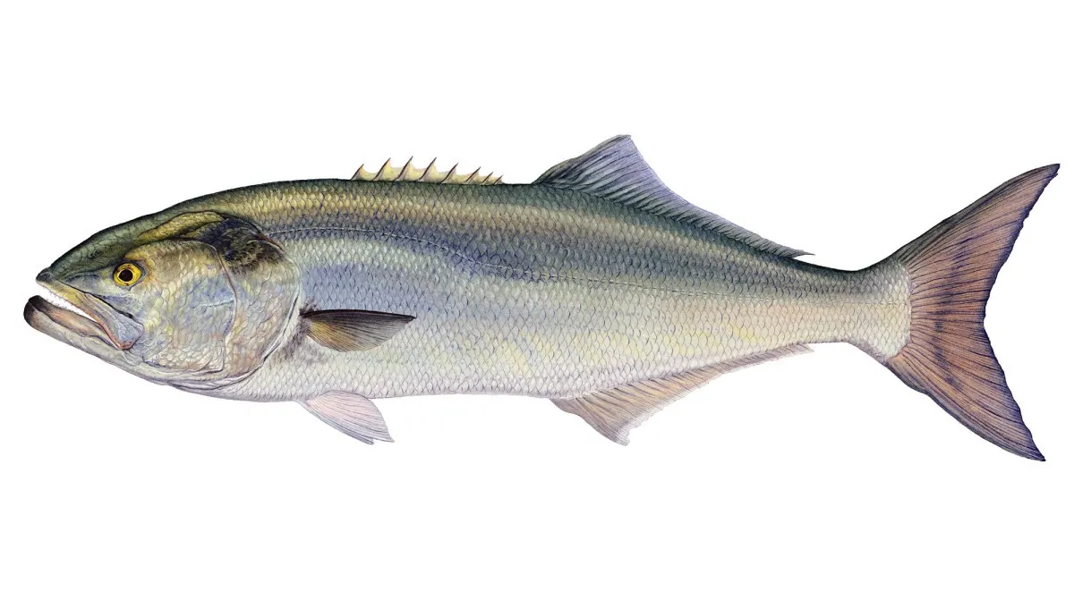 Bluefish