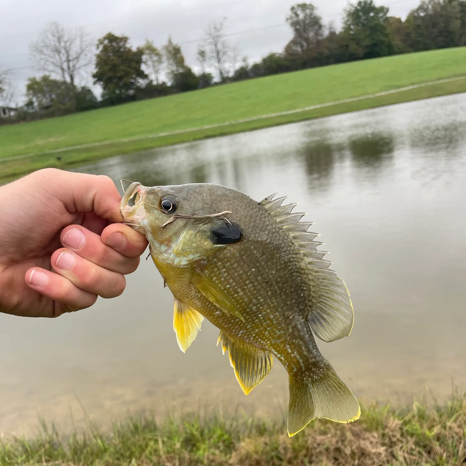 Greengill hybrid caught on Fishbrain
