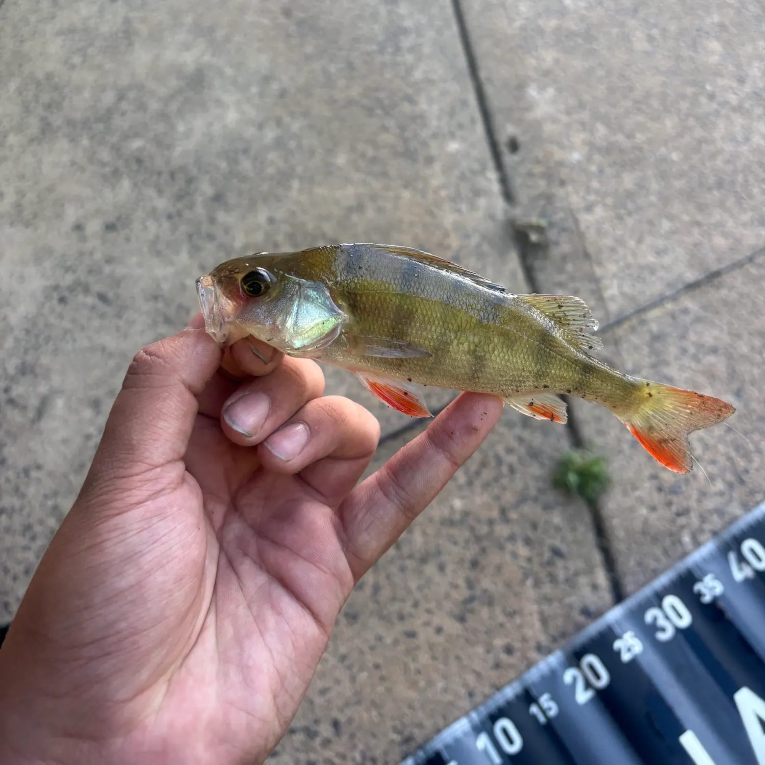 European perch caught on Fishbrain