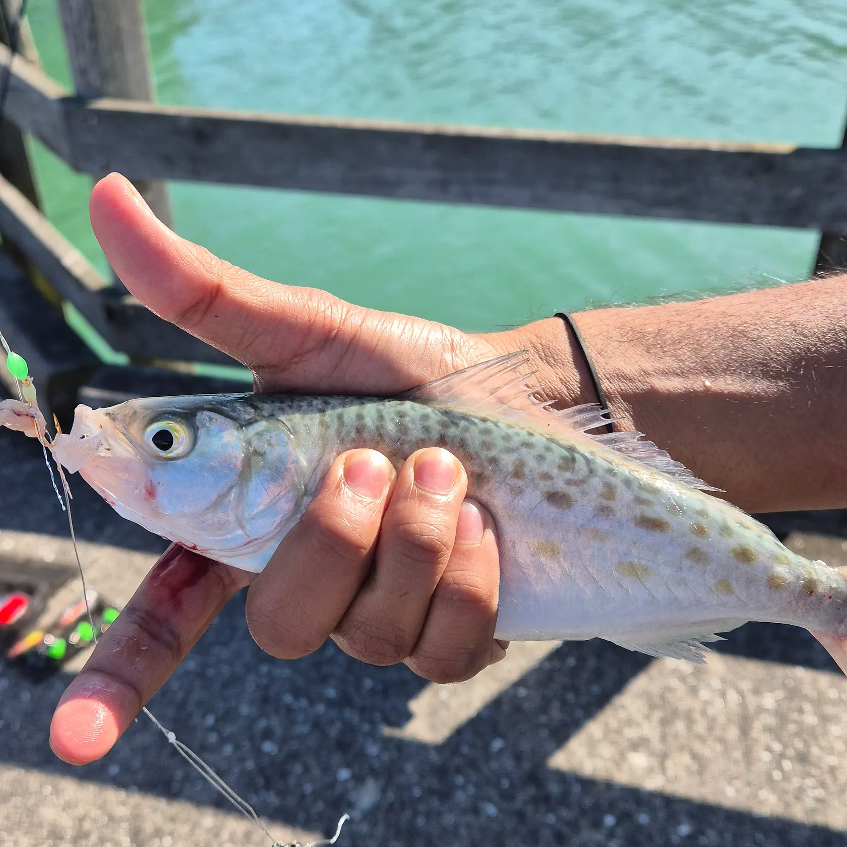 The most recent Eastern Australian salmon catches on Fishbrain