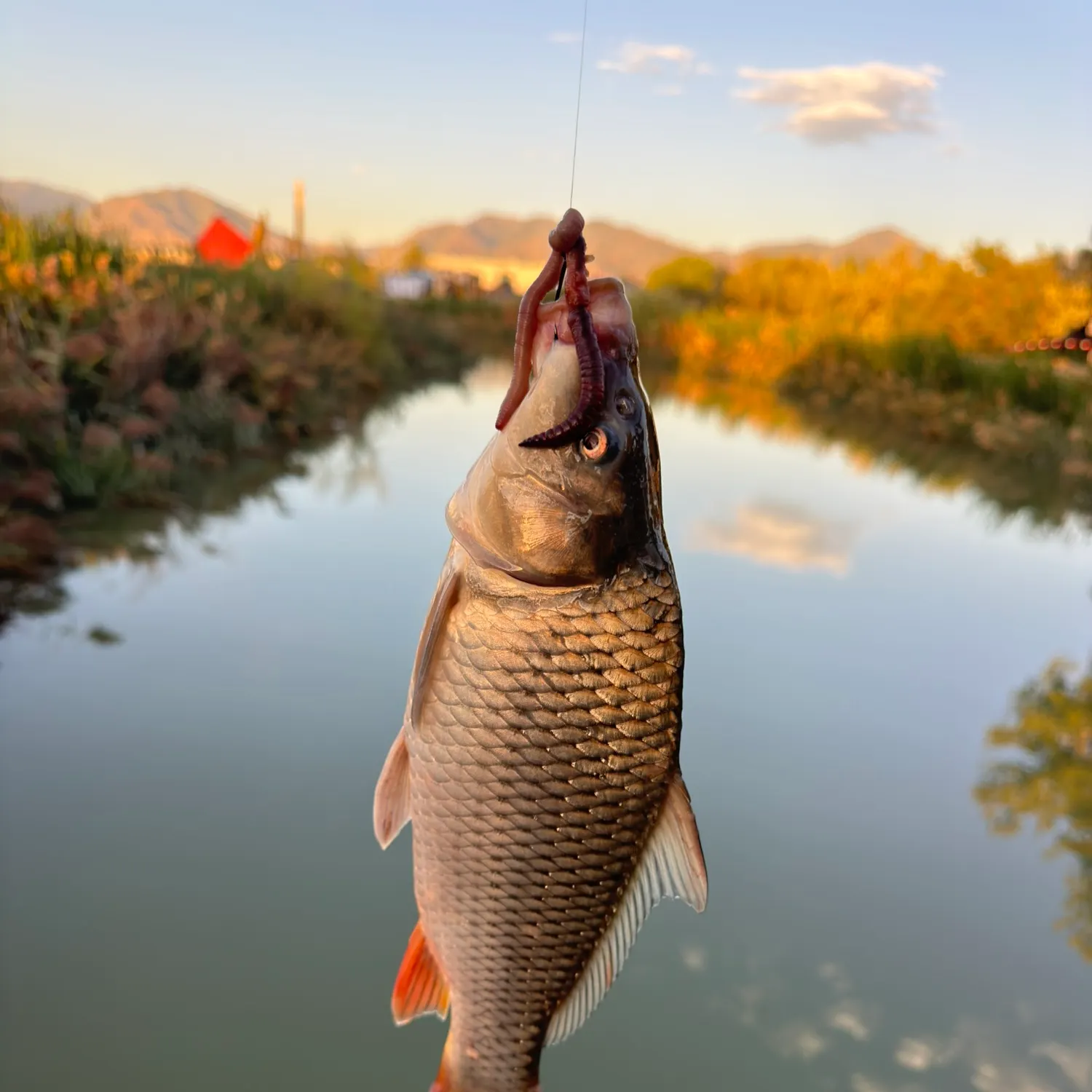 Common carp caught on Fishbrain