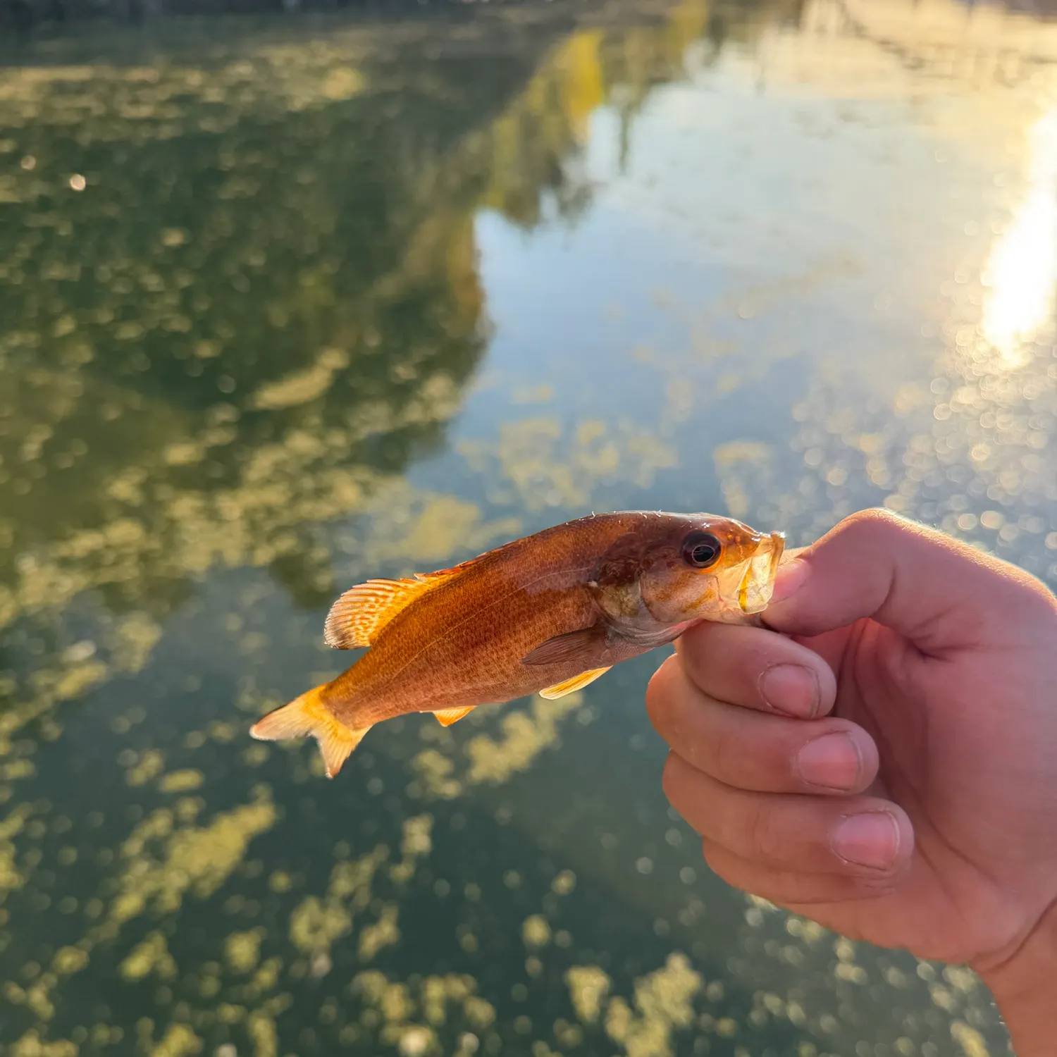 Smallmouth bass caught on Fishbrain